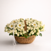 this is an arrangment of zamarqa.com in doha qatar